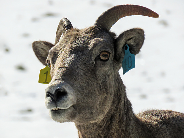 Do you like my earrings?  Bighorn Sheep