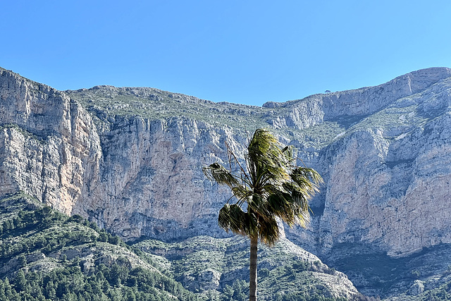 Xàbia 2022 – Montgó massif and palm tree