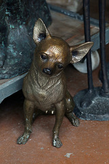 Chihuahua à poil court , qui a déjà coulé un bronze .