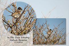 A young male Reed Bunting - Ouse Estuary Nature Reserve - Denton - Sussex - 17.3.2016