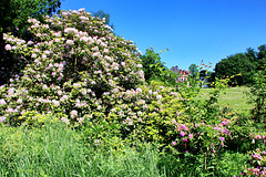 Wiligrad, Blüte der alten Rhododendren