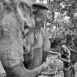 Il faut sauver les éléphants Cambodgiens