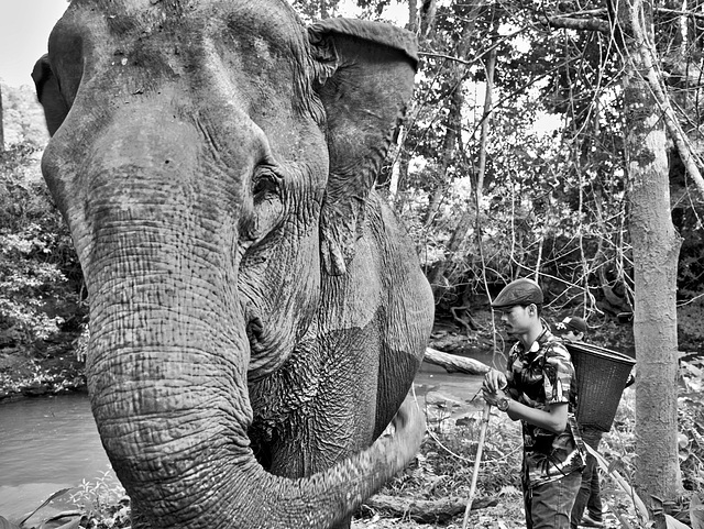 Il faut sauver les éléphants Cambodgiens