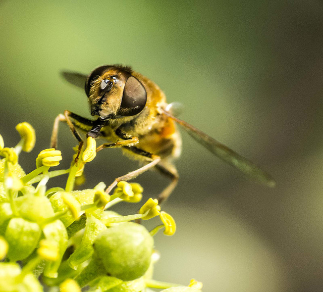 Hoverfly (12)