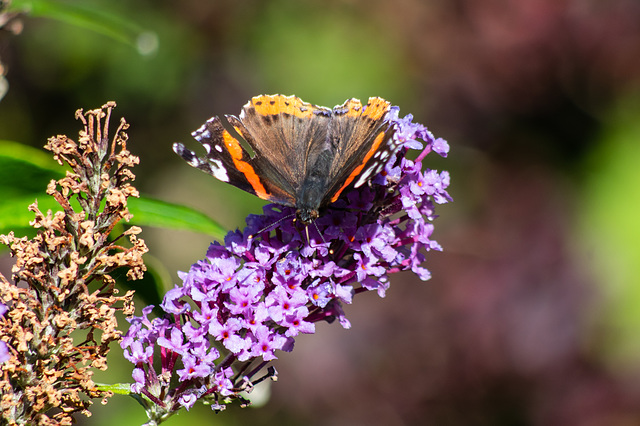 Raggy Red Admiral