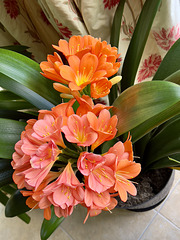 Clivia in bloom