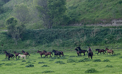 April 16th: horses