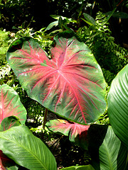 Variegated Heliconia Leaf