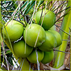 Maceio : et voilà i cocchi di palma sulla spiaggia di Puaripeira