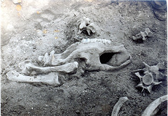 220 000 BC, Nashorn Skelett