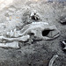 220 000 BC, Nashorn Skelett