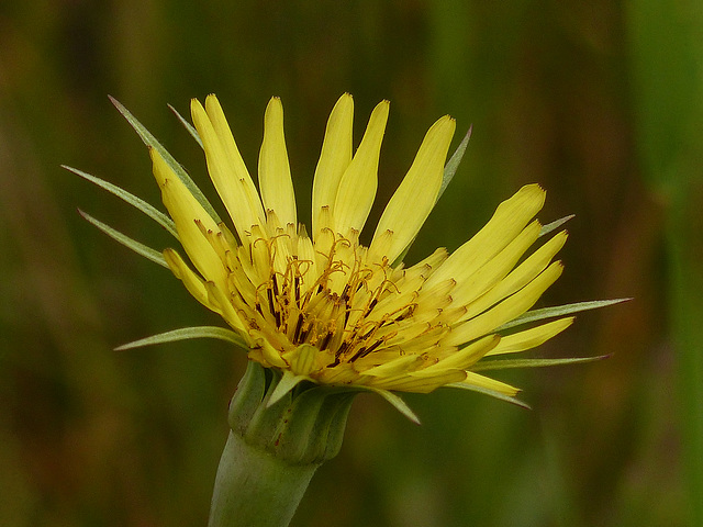 Goat's-beard