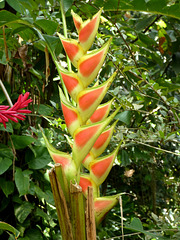 Heliconia- Yellow and Red Ginger