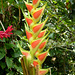 Heliconia- Yellow and Red Ginger