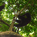 Uganda, Wild Male Chimpanzee Shows Acrobatics High in Tree Branches