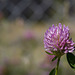 HFF with a Pretty Pink Clover!