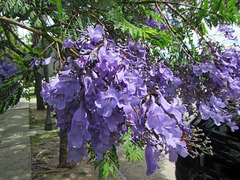 Jacaranda Blooming Time Again! (0536)