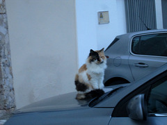 Cat on my car's hood.