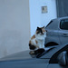 Cat on my car's hood.