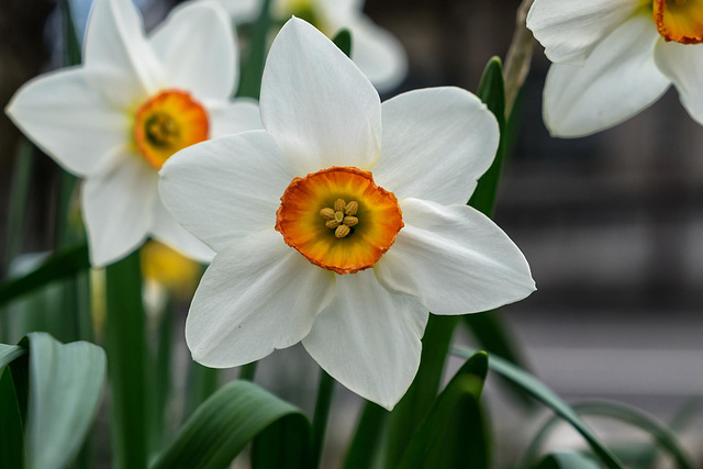 BESANCON: Fleurs de narcisse ( Narcissus ).