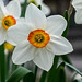 BESANCON: Fleurs de narcisse ( Narcissus ).