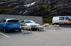 Schafverkehr am Trollstigvegen mit PiPs