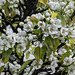 BESANCON: Fleurs de poirier ( Pyrus communis ).