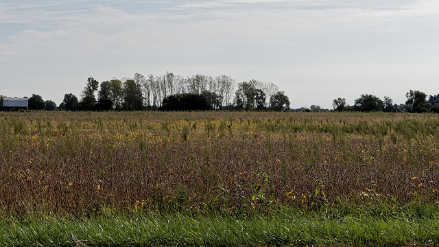 Soybeans in Yellow and Brown