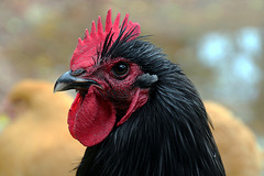 J'ai l'honneur de vous présenter le roi de la poulette , mon coq Orpington