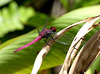 Antillean Skimmer Dragonfly