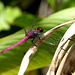 Antillean Skimmer Dragonfly