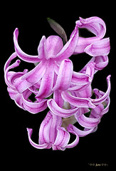 Dwarf hyacinth