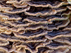 Bracket Fungi - A Natural Abstract