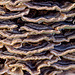 Bracket Fungi - A Natural Abstract