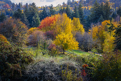 Washington Park Autumn