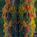 das bunt-fröhliche "Monsterchen" vom Rhododentronpark