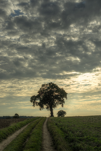 Sept 28: another lone tree