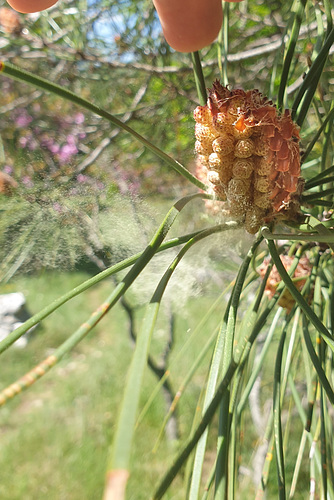 Pine Spores