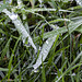 Grass droplets