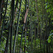 bambous
