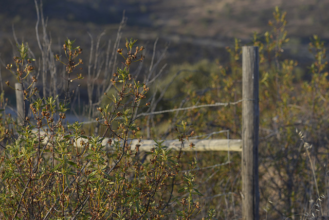 Cistus ladanifer (dried), Happy Fence Friday