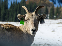 Bighorn Sheep female
