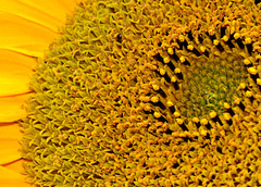 Sunflowers at the Byker City Farm
