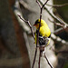Day 2, American Goldfinch male, Rondeau PP