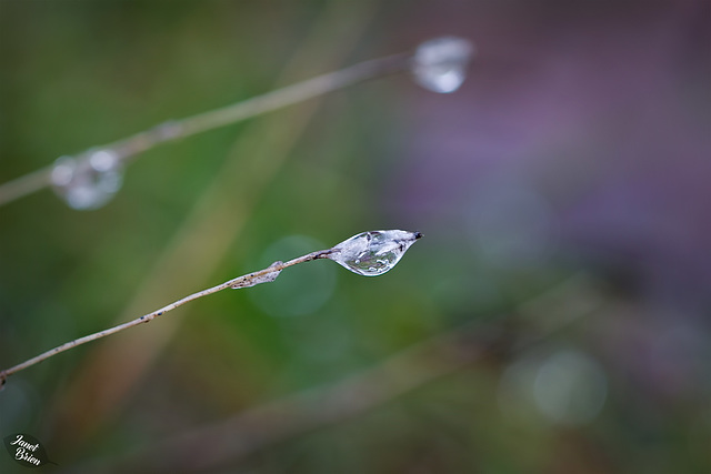 Pictures for Pam, Day 110: Frozen Droplet & Crazy Bokeh