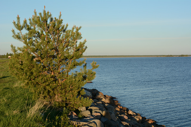 Finland, Lonely Pine on the Shore of the Gulf of Bothnia of the Baltic Sea