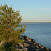 Finland, Lonely Pine on the Shore of the Gulf of Bothnia of the Baltic Sea