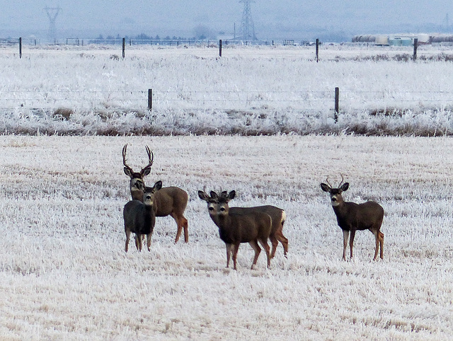 A few of the 25 Mule Deer seen
