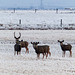A few of the 25 Mule Deer seen