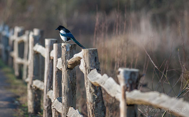 One for sorrow................